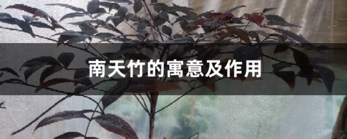 南天竹的寓意及作用