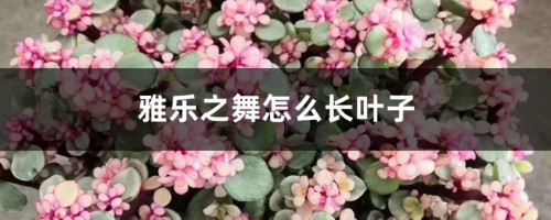 雅乐之舞怎么长叶子，生长速度快吗