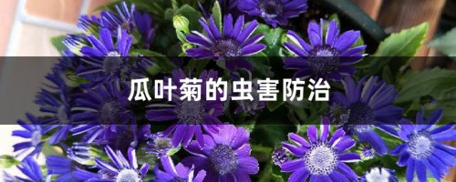 瓜叶菊的虫害防治